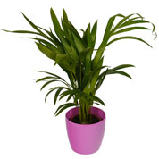 Palmeira Areca + Cachep Rosa